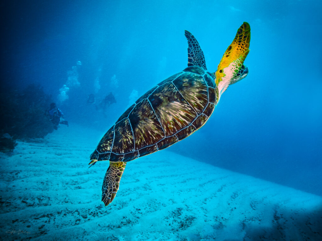 San Pedro Belize underwater photography